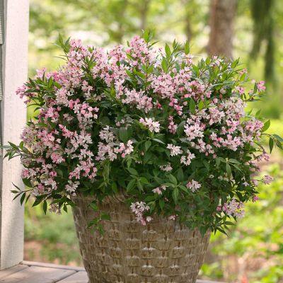 Maiblumenstrauch 'Yuki Cherry Blossom®' Maiblumenstrauch 'Yuki Cherry Blossom®'