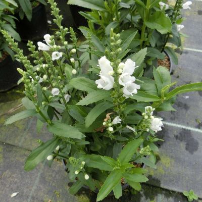 Zwerg-Gelenkblume 'Crystal Peak'