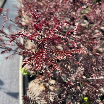 Szechuanpfeffer / Japanischer Pfeffer 'Diable Rouge'