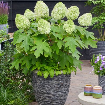 Eichenblättrige Hortensie 'Tara®'