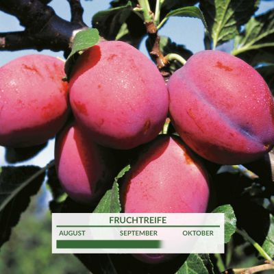 Mirabelle 'Ruby' Mirabelle 'Ruby'