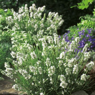 Lavendel 'Aromatica Silver' Lavendel 'Aromatica Silver'