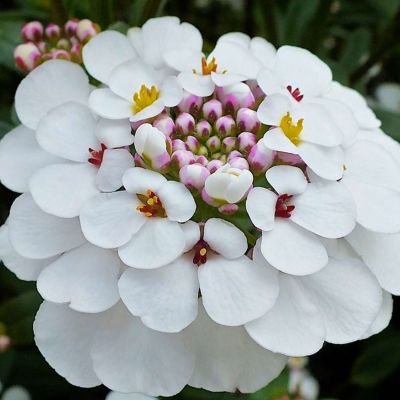 Immergrüne Schleifenblume 'Masterpiece®' - 3 Stück