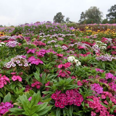 Bartnelke 'Barbarini'
