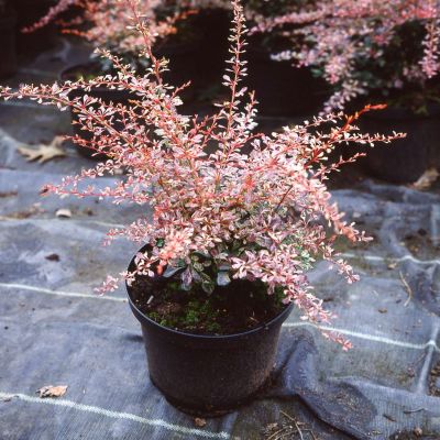 Berberitze 'Pink Attraction' Berberitze 'Pink Attraction'