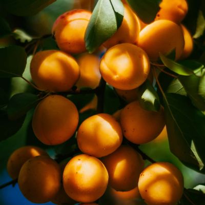 Aprikose 'Compacta®' Aprikose 'Compacta®'
