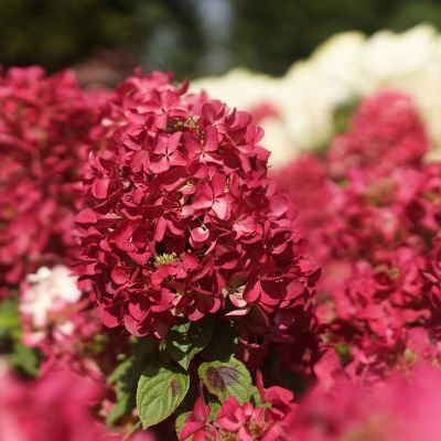 Rispenhortensie 'Diamant Rouge ®' Rispenhortensie 'Diamant Rouge ®'