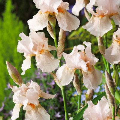 Schwertlilie 'Pink Horizon'