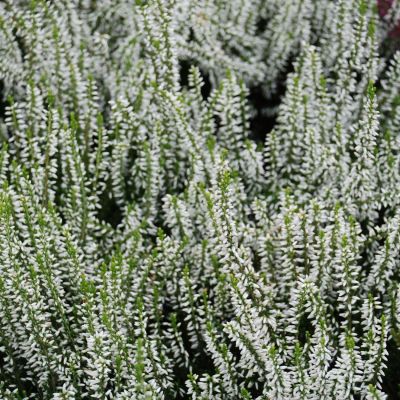 Knospenheide 'Klaudine' (Garden Girls®) Knospenheide 'Klaudine' (Garden Girls®)