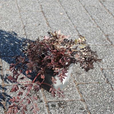 Purpur-Wiesen-Kerbel 'Ravenswing'