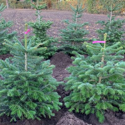 Nordmanntanne im Topf gewachsen - 80-100 cm Nordmanntanne im Topf gewachsen - 80-100 cm