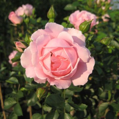 Stammrose 'Sommerwind®' - 60 cm Stamm Stammrose 'Sommerwind®' - 60 cm Stamm