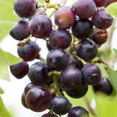 Weintraube 'Rhea®' Weintraube 'Rhea®'