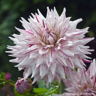 Kaktusdahlie 'Mick's Peppermint' Kaktusdahlie 'Mick's Peppermint'