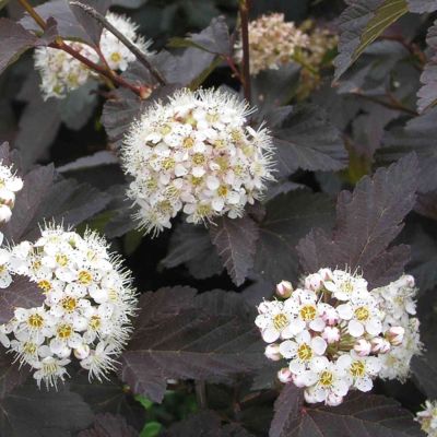 Fasanenspiere 'Diabolo'