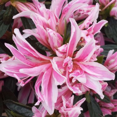 Japanische Azalee 'Pink Spider®' Japanische Azalee 'Pink Spider®'