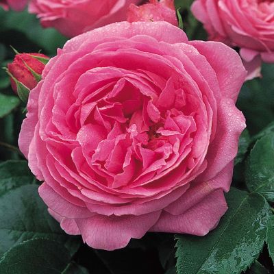 Historische Rose 'Louise Odier' Historische Rose 'Louise Odier'