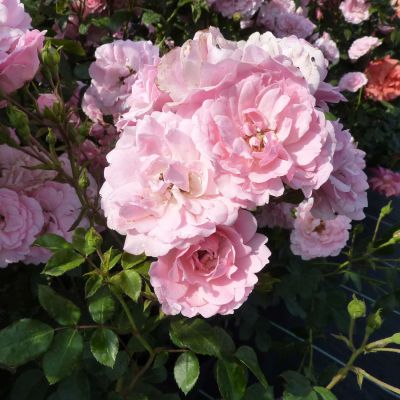 Kletterrose 'Climbing Bonica' Kletterrose 'Climbing Bonica'