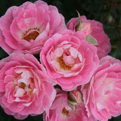 Stammrose 'Flirt 2011®' - 60 cm Stamm Stammrose 'Flirt 2011®' - 60 cm Stamm