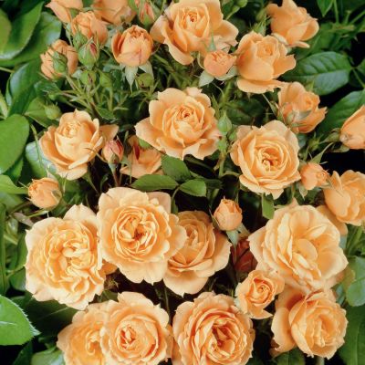 Stammrose 'Apricot Clementine' - 60 cm Stamm Stammrose 'Apricot Clementine' - 60 cm Stamm