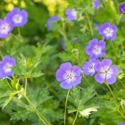 Storchschnabel 'Rozanne®' Storchschnabel 'Rozanne®'