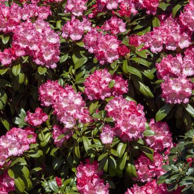 Ball-Rhododendron 'Morgenrot'