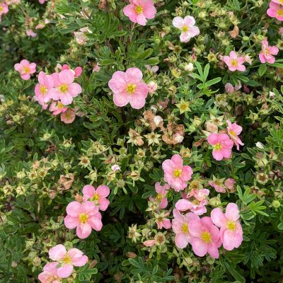 Fingerstrauch 'Pink Beauty' Fingerstrauch 'Pink Beauty'