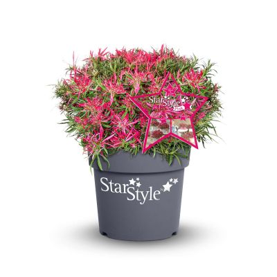 Japanische Azalee 'StarStyle® Pink' Japanische Azalee 'StarStyle® Pink'