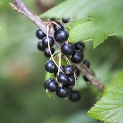 Schwarze Johannisbeere 'Leandra' Schwarze Johannisbeere 'Leandra'