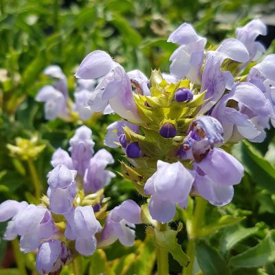 Großblütige Braunelle 'Loveliness' Großblütige Braunelle 'Loveliness'