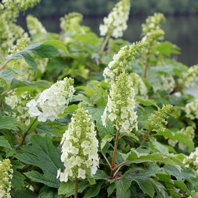 Eichenblättrige Hortensie 'Gatsby® Girl'