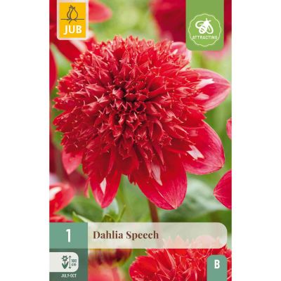 Anemonen-Dahlie 'Speech', 1 Stück