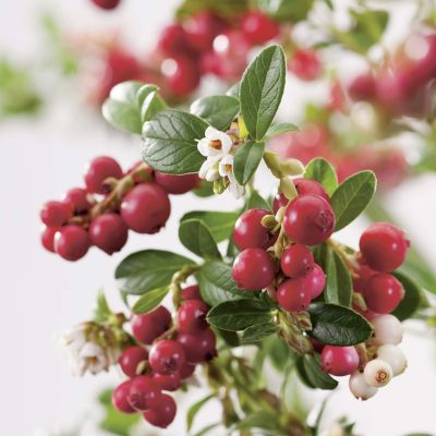Preiselbeere 'Red Pearl' Preiselbeere 'Red Pearl'