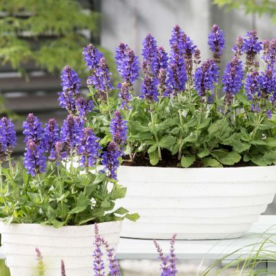 Steppen Salbei 'Marvel Blue' Steppen Salbei 'Marvel Blue'