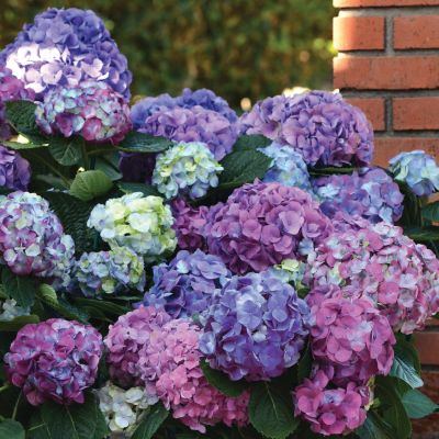 Ballhortensie 'L. A. Dreamin®'