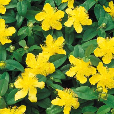 Polster-Johanniskraut Polster-Johanniskraut