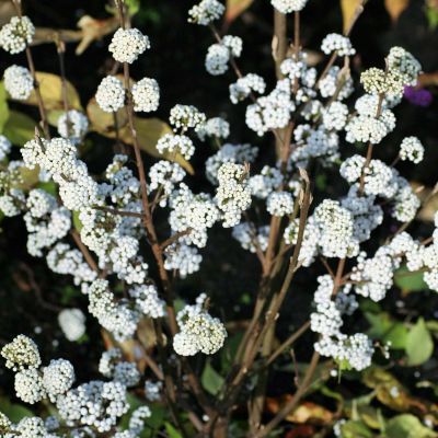 Liebesperlenstrauch / Schönfrucht 'Magical® Snowqueen'