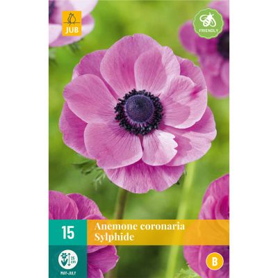 Garten-Anemone 'Sylphide' - 15 Stück Garten-Anemone 'Sylphide' - 15 Stück