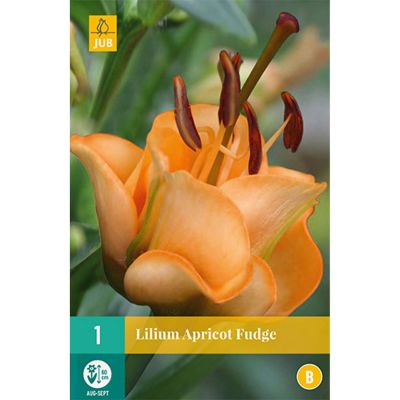 Lilie 'Apricot Fudge'