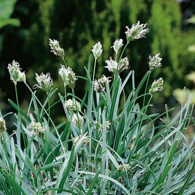 Moor-Kopfgras Moor-Kopfgras