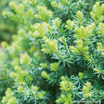 Japanische Zwergeibe Selektion 'Gustav Schlüter' Japanische Zwergeibe Selektion 'Gustav Schlüter'