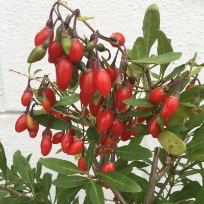 Goji-Beere 'Little Goji®'