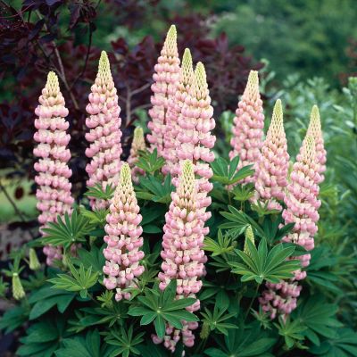 Gartenlupine 'Gallery Pink'