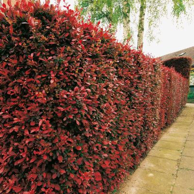 Blutberberitze 'Atropurpurea' Blutberberitze 'Atropurpurea'