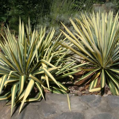 Palmlilie 'Colour Guard' Palmlilie 'Colour Guard'