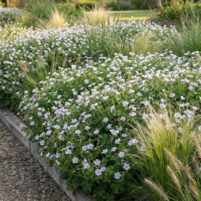 Veränderlicher Storchschnabel