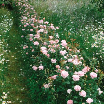 David Austin-Rose 'Queen of Sweden®' David Austin-Rose 'Queen of Sweden®'