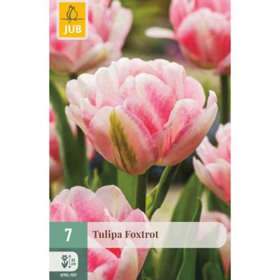 Gefüllte frühe Tulpe 'Foxtrot' - 7 Stück