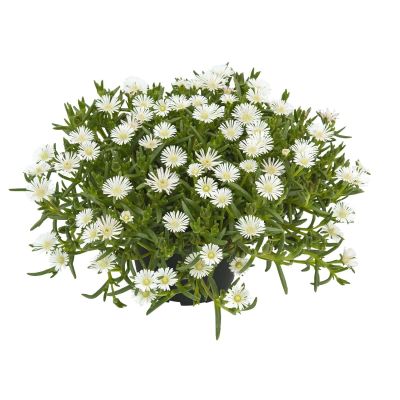 Mittagsblume 'SunDiamonds White' - 3 Stück