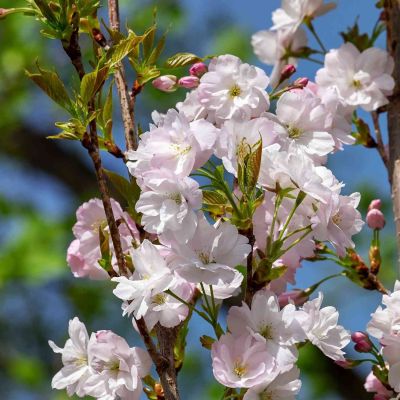 Säulen-Zierkirsche 'Amanogawa'